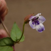 Torenia courtallensis Gamble